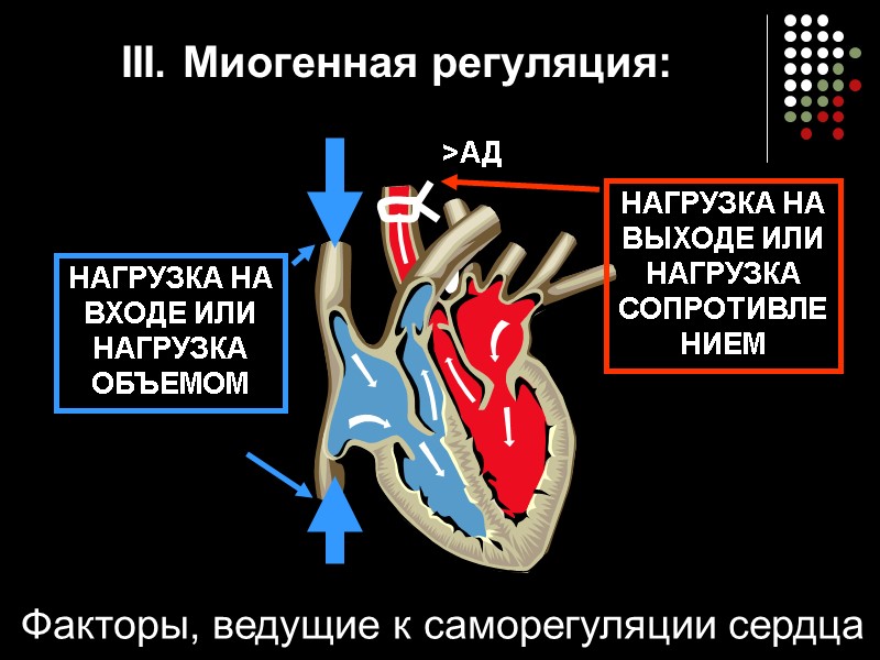 III. Миогенная регуляция: НАГРУЗКА НА ВХОДЕ ИЛИ НАГРУЗКА ОБЪЕМОМ >АД НАГРУЗКА НА ВЫХОДЕ ИЛИ